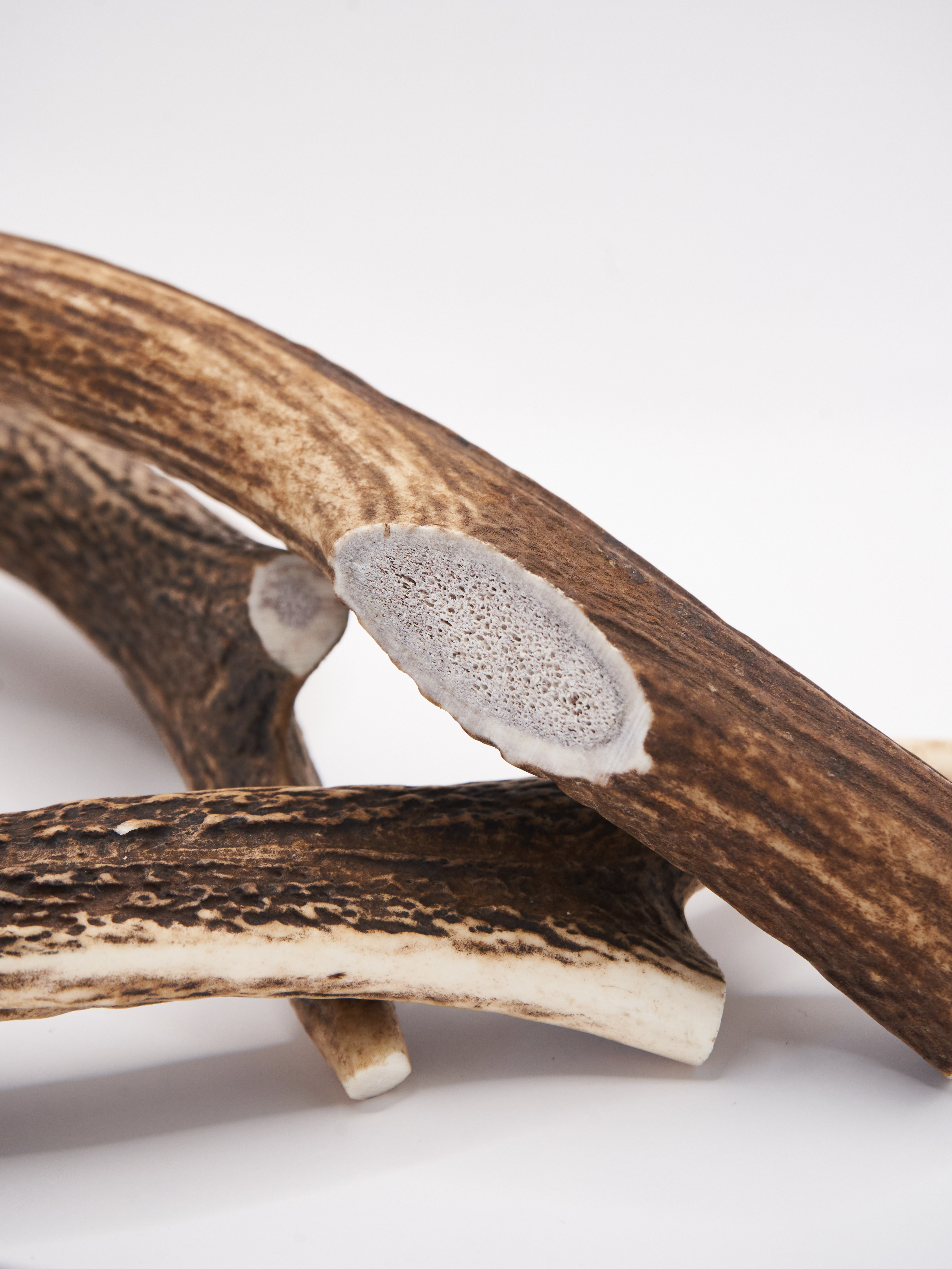 Deer Antler Chew - Small 3