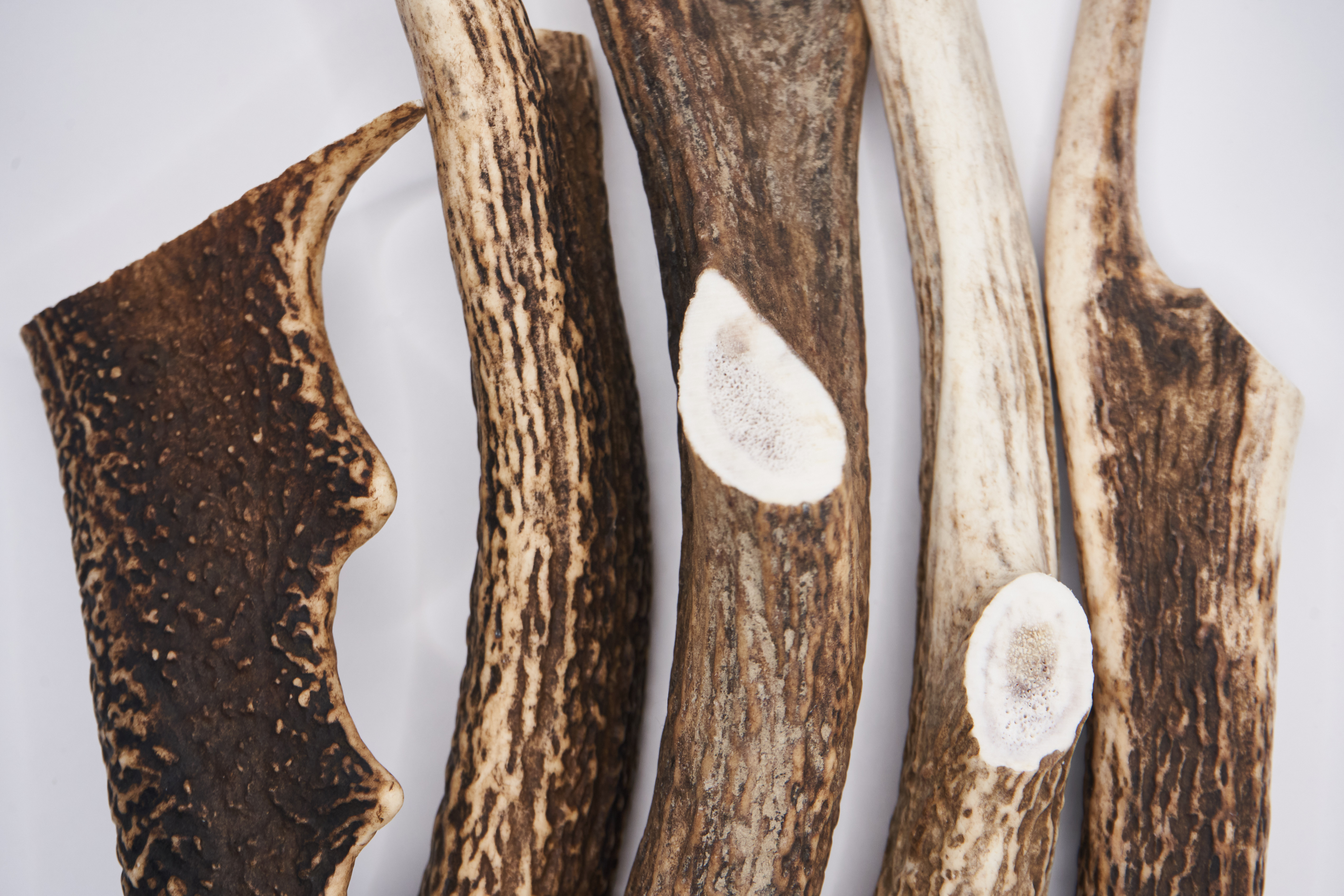 Deer Antler Chew - Small